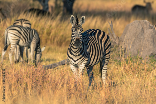 Botswana. Okavango Delta. Khwai Concession. Burchell s zebra  Equus quagga burchellii .