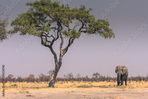 Botswana. Chobe National Park. Savuti. Elephant (Loxodonta africana) walking towards a water hole.