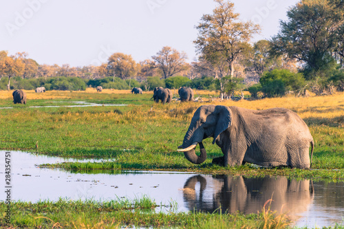 Botswana. Okavango Delta. Khwai Concession. Elephant (Loxodonta africana) drinking. photo