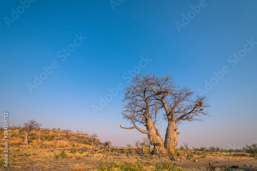 Botswana. Chobe National Park. Savuti. Baobab tree (Adansonia digitata).