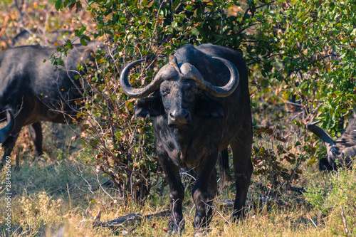 Botswana. Okavango Delta. Khwai Concession. Cape buffalo (Syncerus caffer) with an Oxpecker on his head.