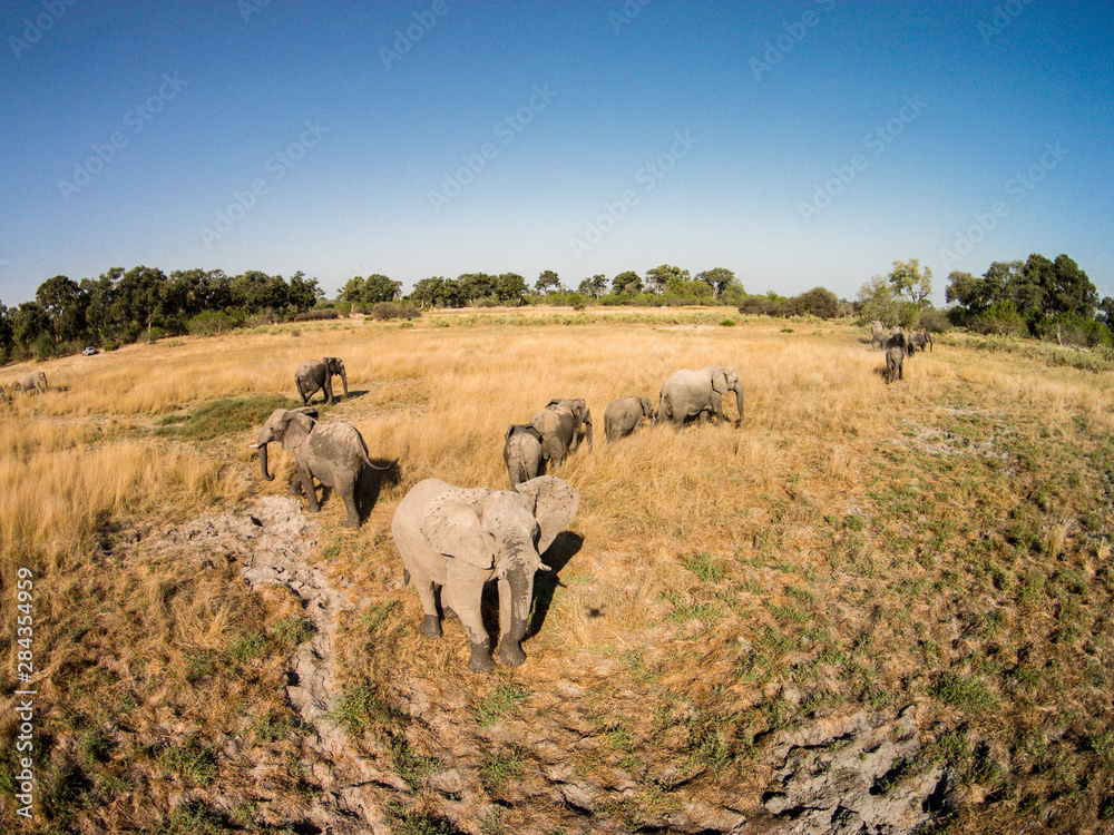 Fototapeta premium Africa, Botswana, Moremi Game Reserve, Aerial view of Elephant herd (Loxodonta Africana) walking upon open plains in Okavango Delta in Kalahari Desert