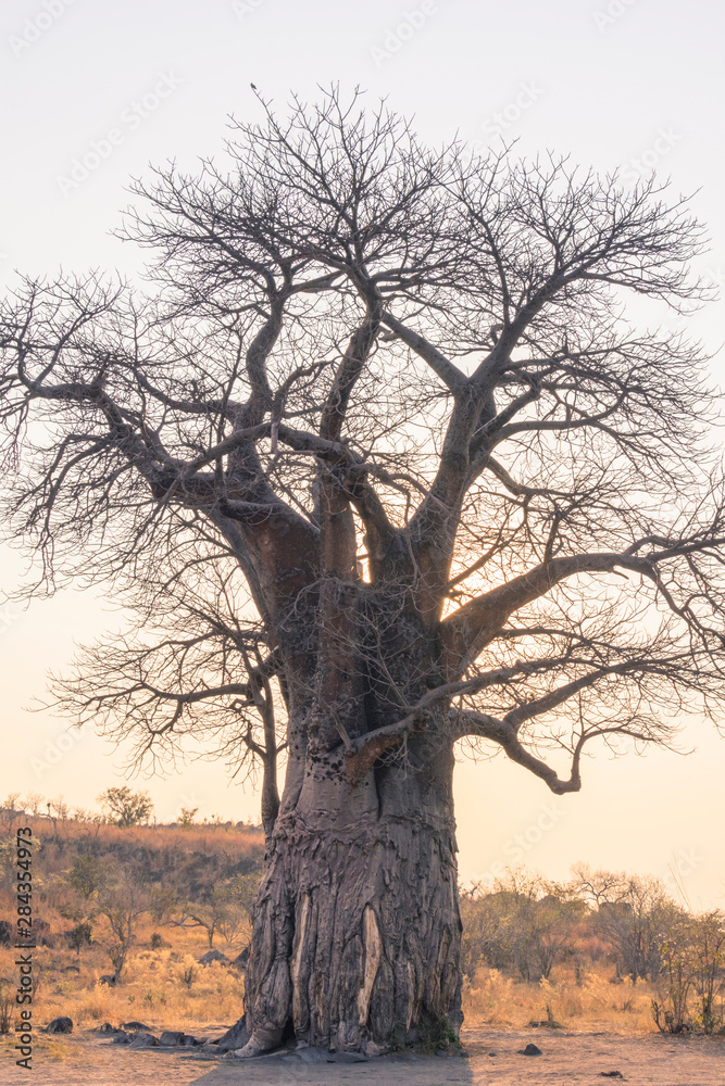 Botswana. Chobe National Park. Savuti. Baobab tree (Adansonia digitata). Botswana. Chobe National Park. Savuti. Baobab tree (Adansonia digitata).