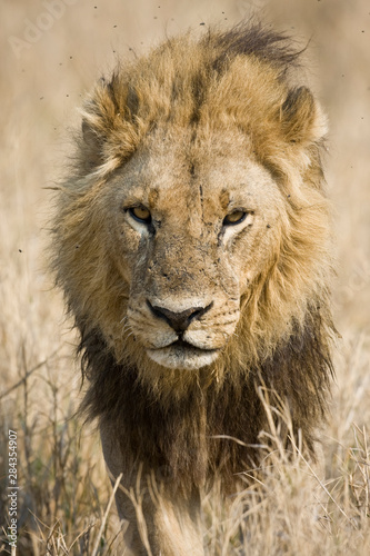 Okavango Delta, Botswana. Close-up of a male lion approaching head on.