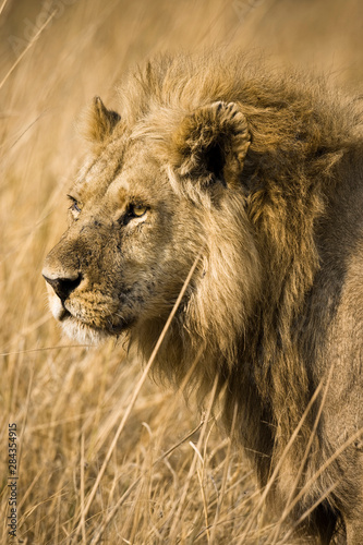 Okavango Delta  Botswana. Close-up of a male lion. Profile.