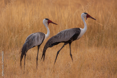 Shinde Camp, Okavango Delta, Botswana, Africa. A pair of Wattled Cranes walk in golden grass.
