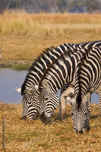 Okavango Delta  Botswana. Three Plains Zebra Grazing.