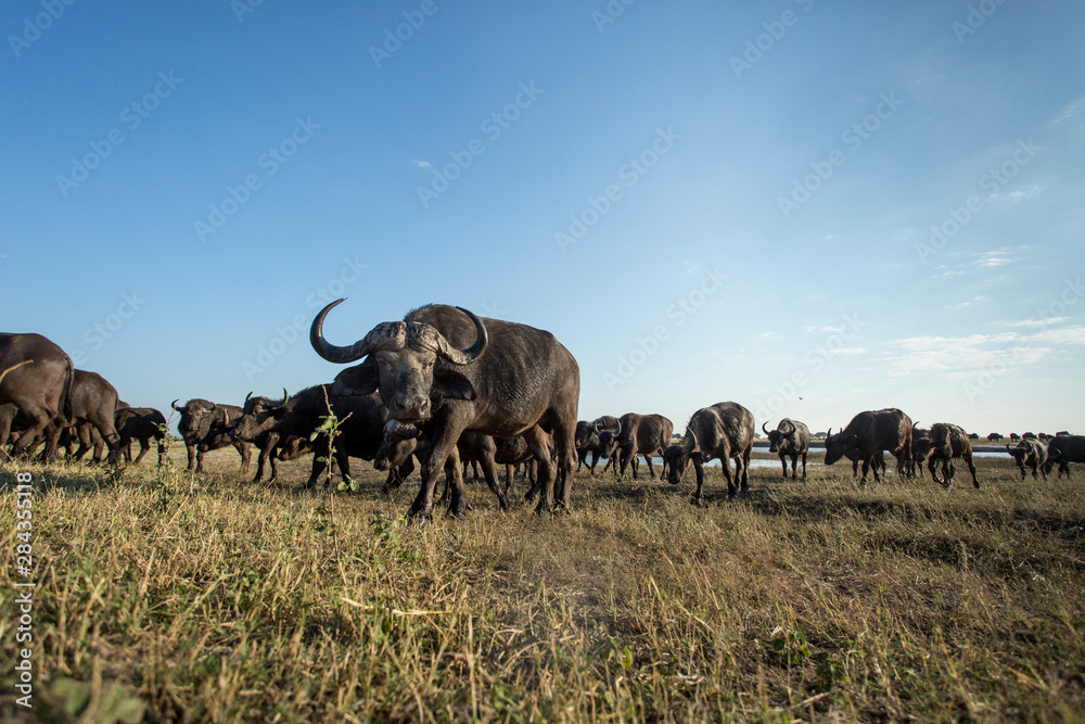 Obraz premium Africa, Botswana, Chobe National Park, Herd of Cape Buffalo (Syncerus caffer) feeding on grass along banks of Chobe River