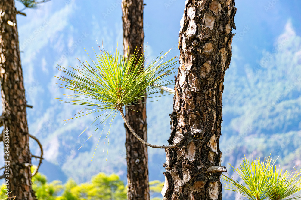 custom made wallpaper toronto digitalRegrowth through burnt bark and forest fires of the Canary Island Pine tree (pinus canariensis) in Mirador de la Cumbrecita, La Palma, Canary Islands, Spain