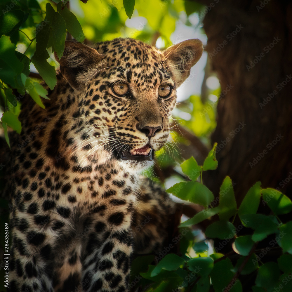 Obraz premium leopard juvenile portrait in tree and leaves