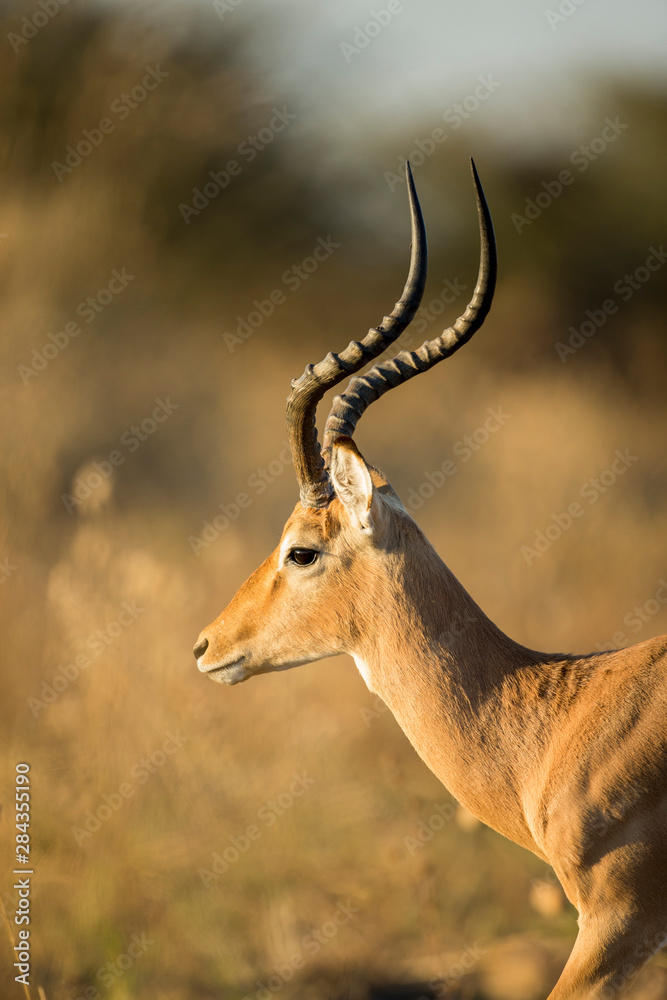 Africa, Botswana, Moremi Game Reserve, Close-up of adult male Impala (Aepyceros Melampus) standing in morning sunshine in Okavango Delta Africa, Botswana, Moremi Game Reserve, Close-up of adult male Impala (Aepyceros Melampus) standing in morning sunshine in Okavango Delta