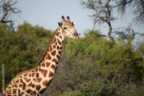 Giraffe portrait looking out