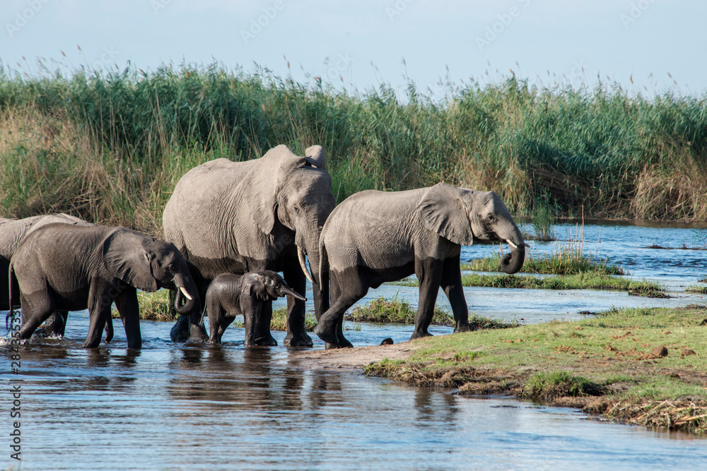 Fototapeta premium Okavango Delta, family of elephants crossing river