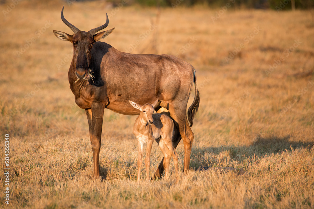 Tsessebe mother and baby with grass in mouth Tsessebe mother and baby with grass in mouth