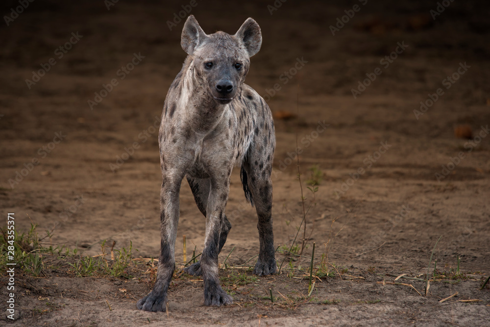 Spotted hyena standing looking at viewer Spotted hyena standing looking at viewer