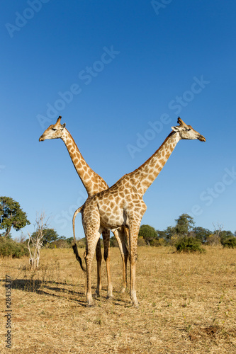 Africa  Botswana  Chobe National Park  Giraffes  Giraffa camelopardalis  standing side by side near Chobe River in Okavango Delta