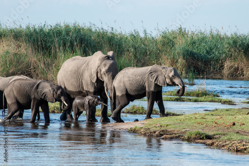 Okavango Delta  family of elephants crossing river