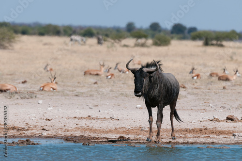 Blue wildebeest  Connochaetes taurinus   Nxai Pan National Park  Botswana.