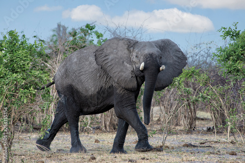 Botswana  Africa  elephant walking.