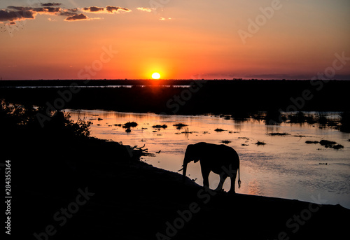 Elephant as silhouette against sunset along Okavango delta river