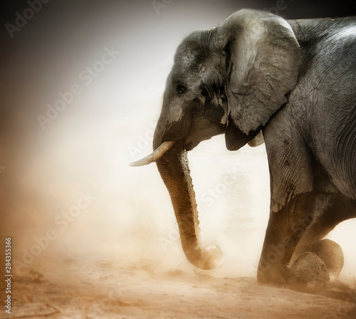 Elephant kneeling with dust photo