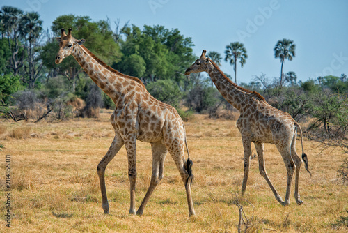 Canvas Print 2 giraffes walking across grass with trees in background
