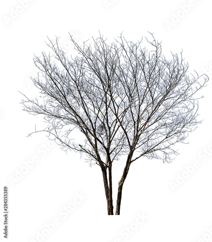 bare tree Cassia fistula  isolated on white background