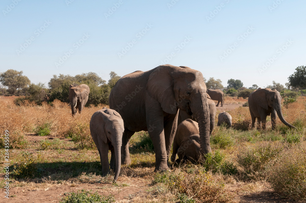 African elephant (Loxodonta africana), Mashatu Game Reserve, Botswana.