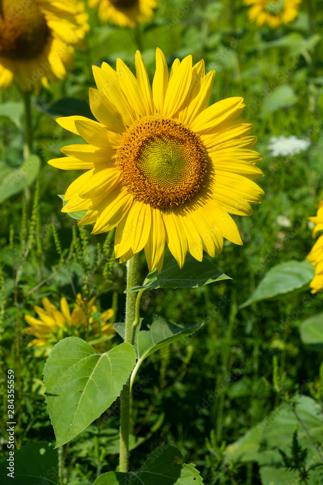 Obraz premium Close up of a sunflower vertically