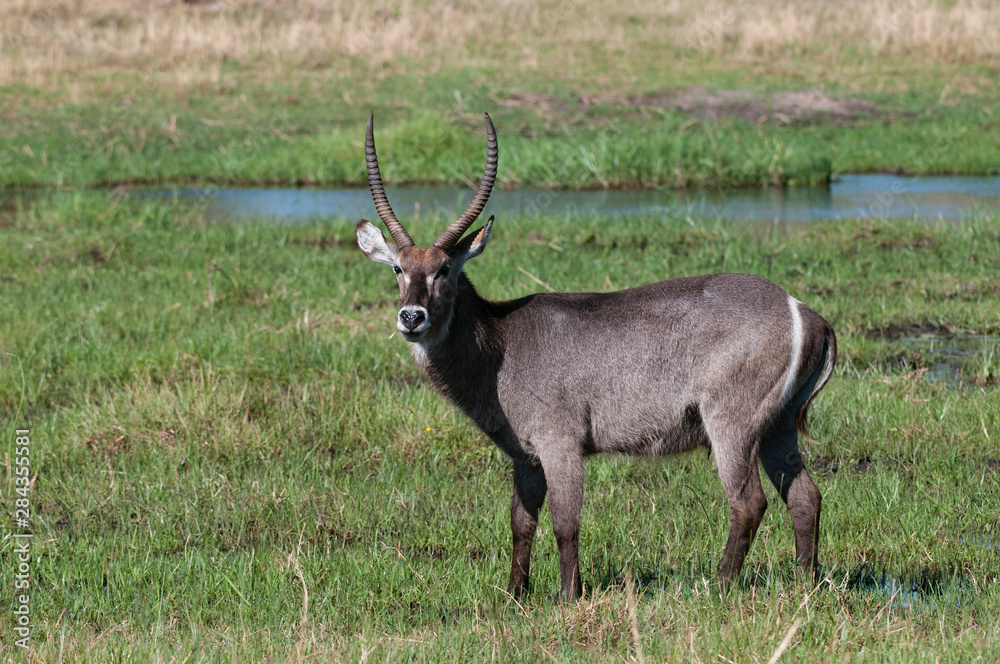 Waterbuck (Kobus ellipsiprymnus), Khwai Concession Area, Okavango Delta, Botswana. Waterbuck (Kobus ellipsiprymnus), Khwai Concession Area, Okavango Delta, Botswana.