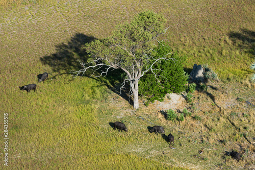 Aerial of cape buffalo (Syncerus caffer), Okavango Delta, Botswana. photo