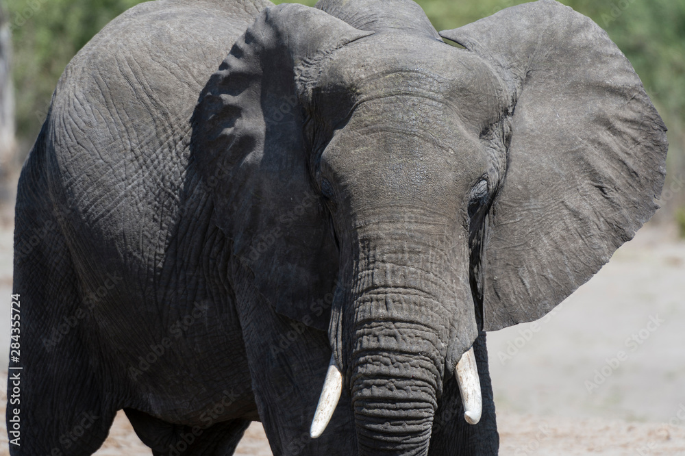 Obraz premium African elephant (Loxodonta Africana), Savuti marsh, Chobe National Park, Botswana.