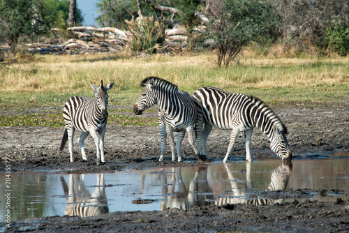 Three zebras at waterhole interacting © Sheila Haddad/Danita Delimont