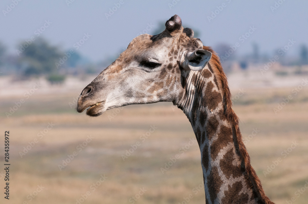 Obraz premium Giraffe (Giraffa camelopardalis), Chobe National Park, Botswana.