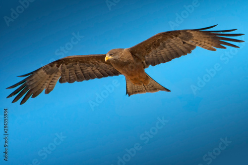Tawny eagle flying  filling frame