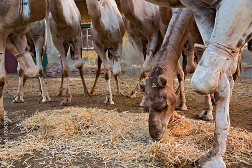 Camels with one leg hobbled, camel market, Cairo, Egypt photo