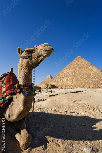 Camel in front of Cheops, The Great Pyramid and Khafre or Chephren.