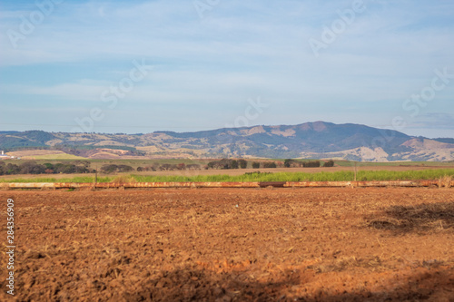 tree in the field