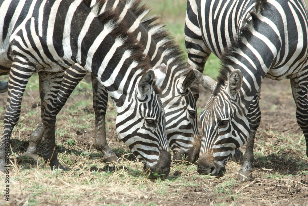 Ethiopia: Arba Minch, Nech Sar National Park at the end of the dry season, Burchell's zebra (Equus burchelli) Ethiopia: Arba Minch, Nech Sar National Park at the end of the dry season, Burchell's zebra (Equus burchelli)