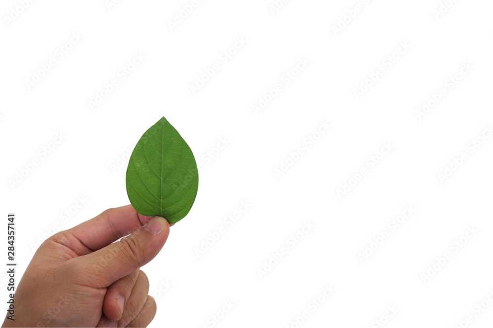 hand holding green leaf in isolated white b hand holding green leaf in isolated white b