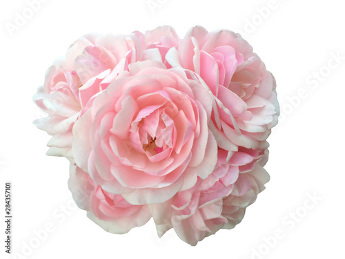 Pink rose flower isolated on white background © hollia