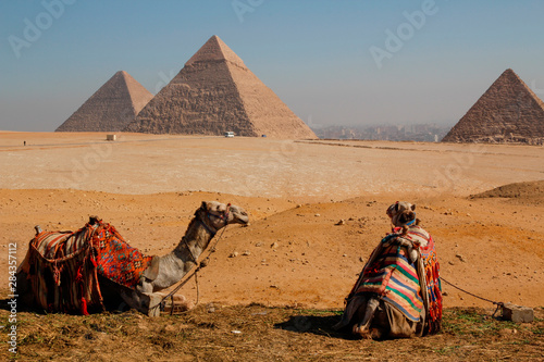 Egypt  Cairo. Giza. Two camels in front of three pyramids.