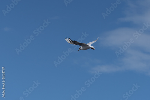 river gull with white plumage against a blue sky