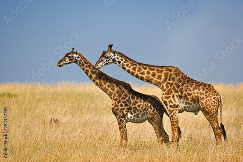 Canvas Print Male and female Masai Giraffes just before mating, Masai Mara Game Reserve, Kenya