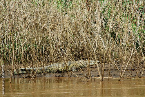 Foto Ethiopia: Omo River Basin, crocodile on side banks of Omo River