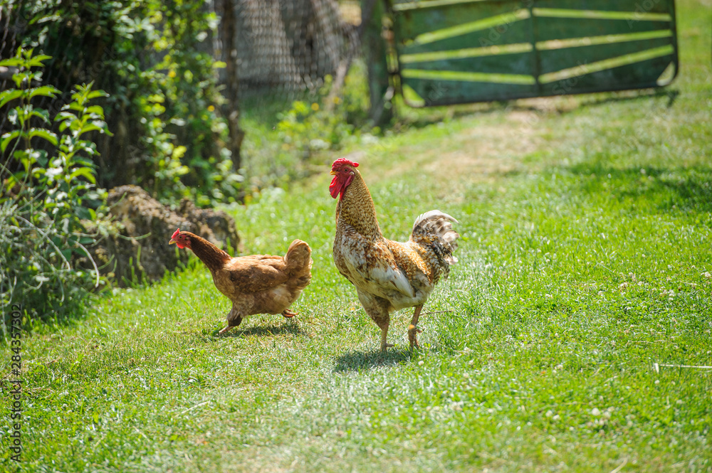 Fototapeta premium hen on a green grass