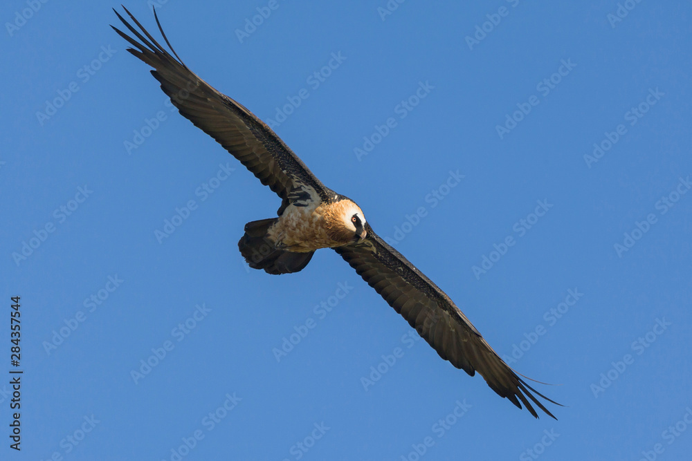 Obraz premium Africa, Ethiopia, Ethiopian Highlands, Western Amhara, Simien Mountains National Park, lammergeier (Gypaetus barbatus). Adult lammergeier flying.