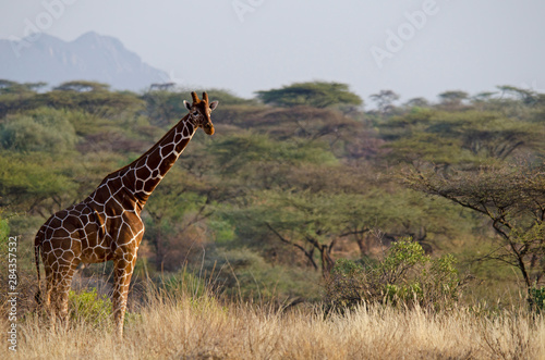 Kenya, Laikipia, Il Ngwesi, Reticulated Giraffe in the bush