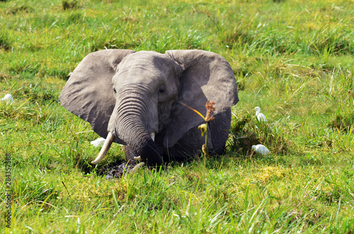 Kenya  Amboseli National Park  elephants in wet grassland in cloudy weather