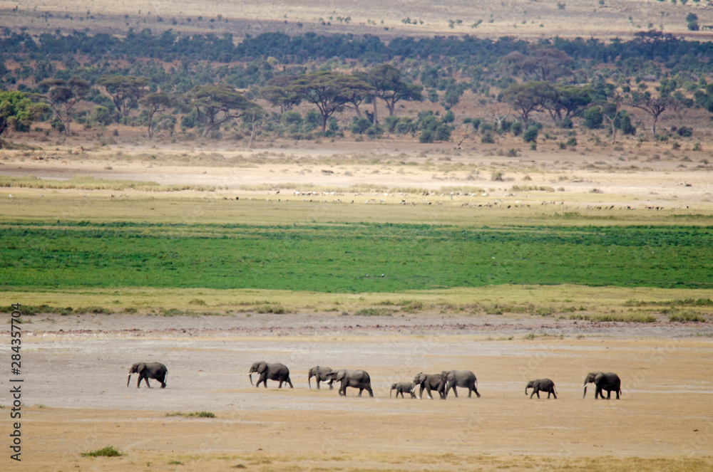 Kenya, Amboseli National Park, family of elephants walking through the dry grasslands with Kilimanjaro on the backdrop Kenya, Amboseli National Park, family of elephants walking through the dry grasslands with Kilimanjaro on the backdrop